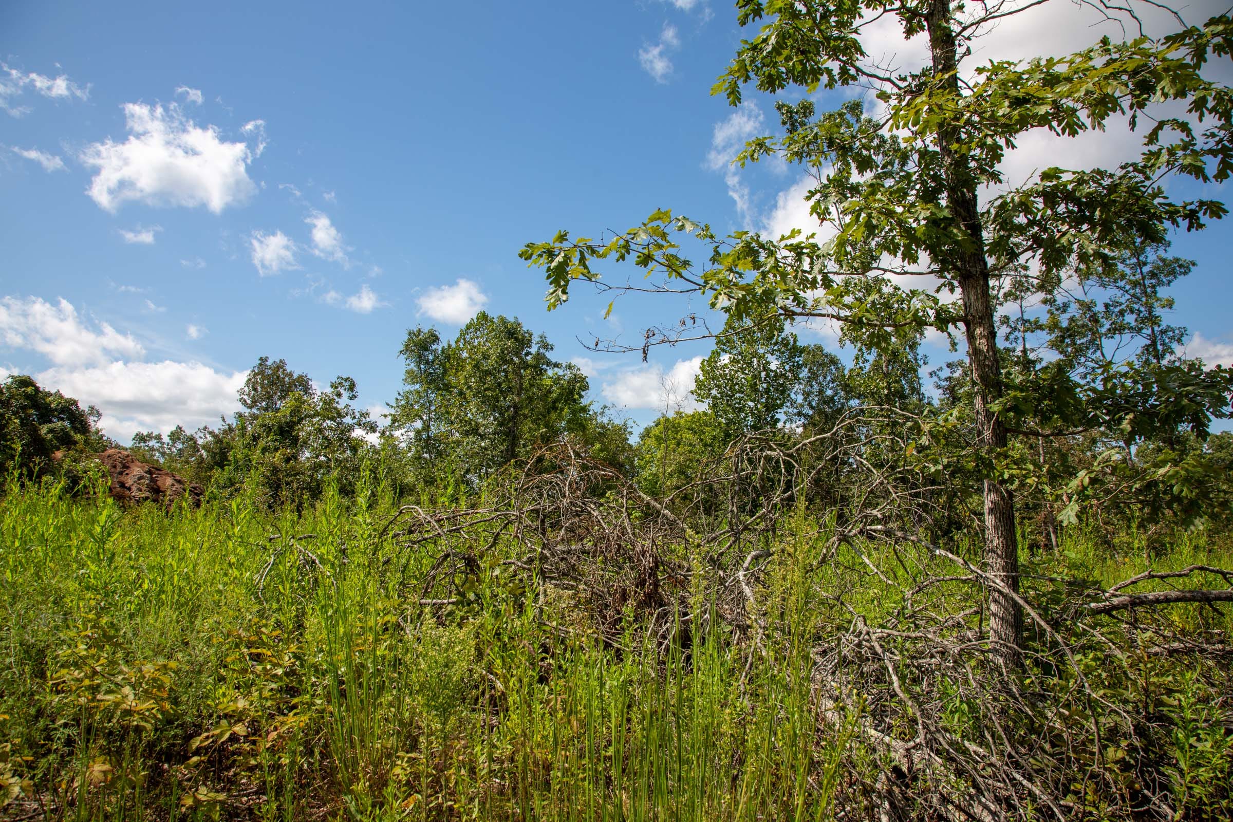 Borgmann’s Hollow Phase III Tract 79 photo 4