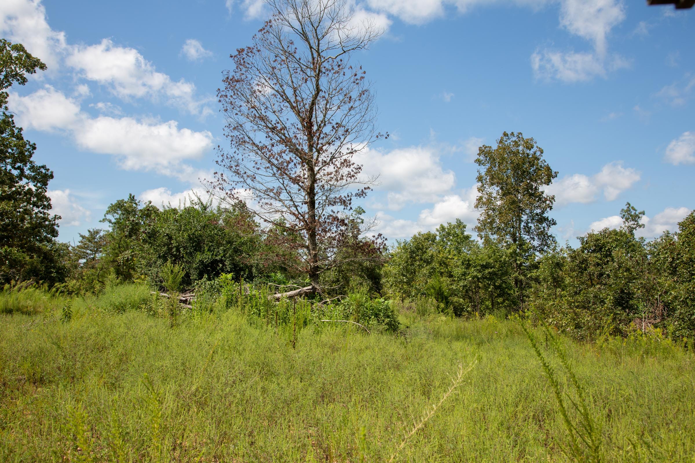 Borgmann’s Hollow Phase III Tract 79 photo 10