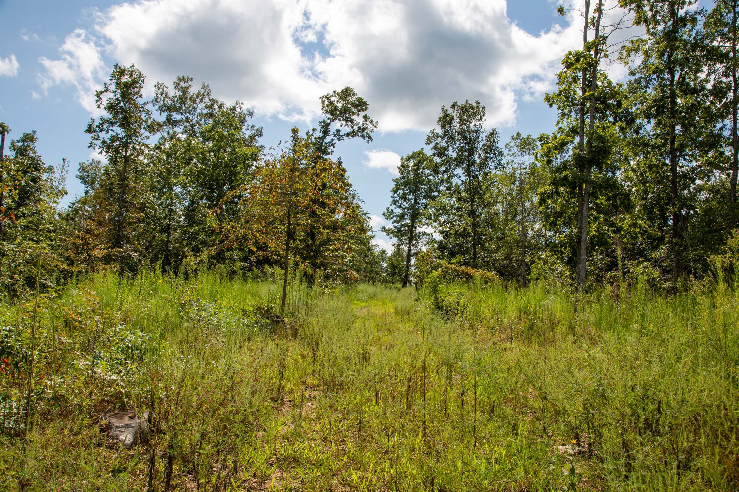 Borgmann’s Hollow Phase III Tract 79 photo 3