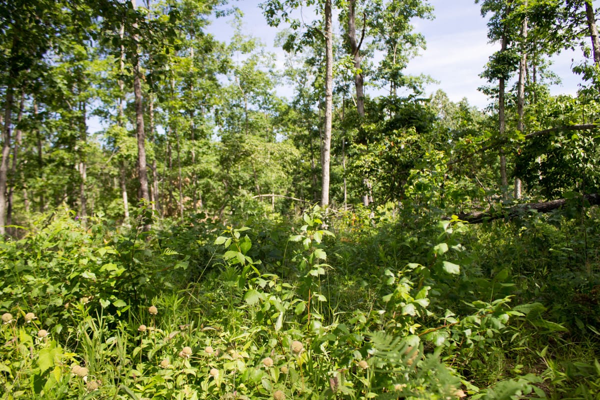 Timber Crossing Tract 28 photo 3