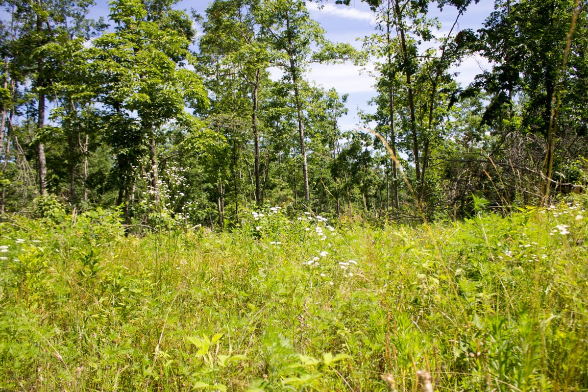 Timber Crossing Tract 28 photo 4