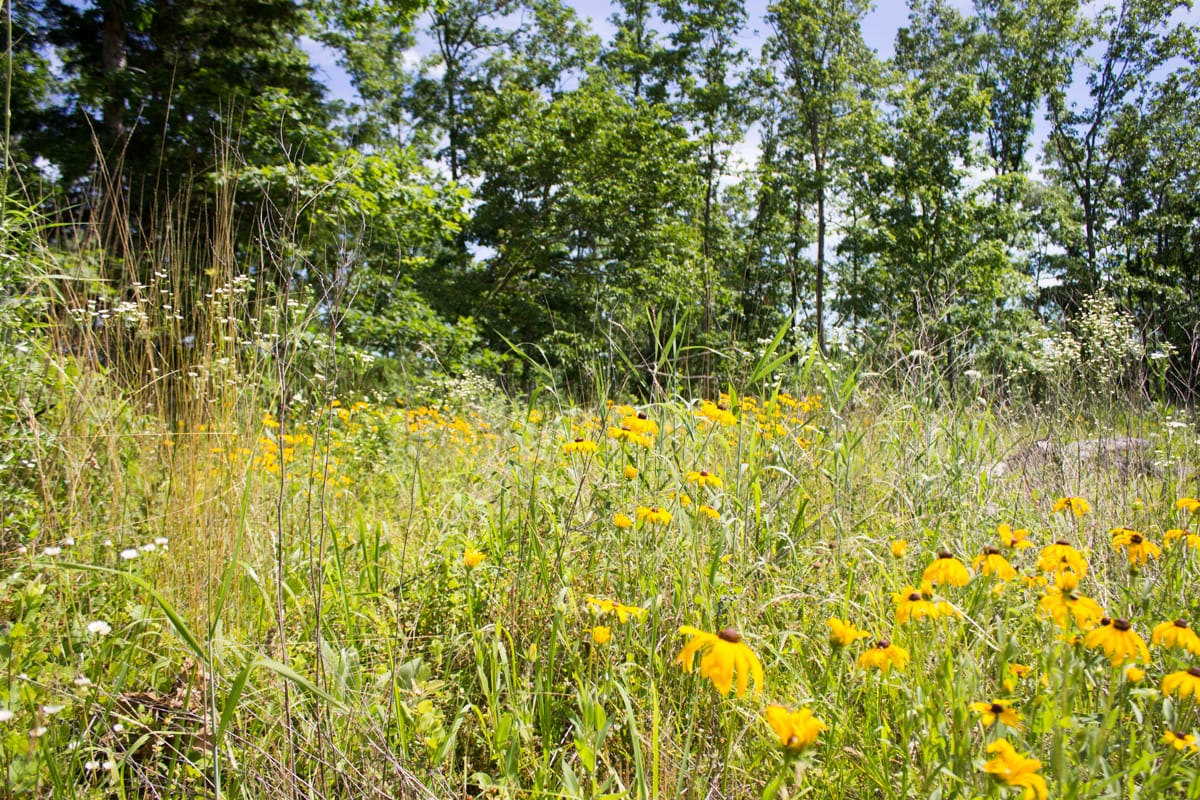 Timber Crossing Tract 28 photo 6