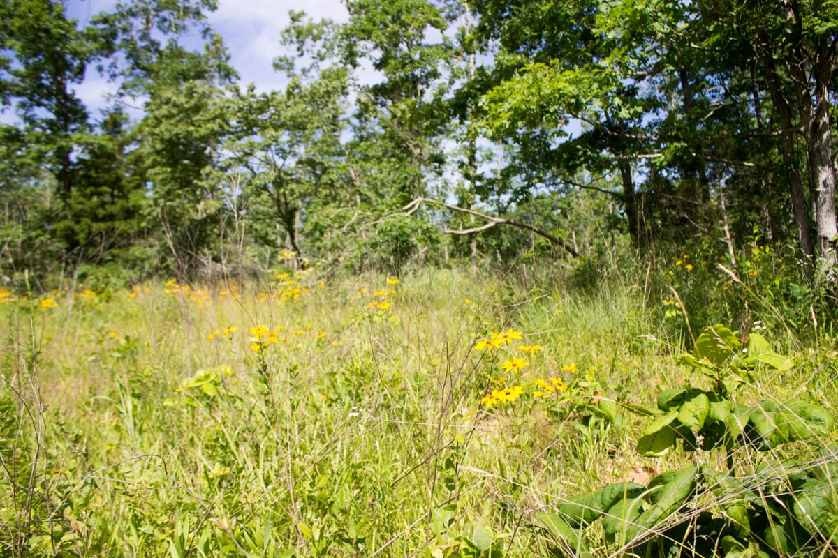 Timber Crossing Tract 28 photo 7