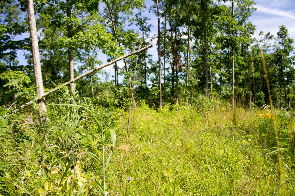 Timber Crossing Tract 28 photo 8