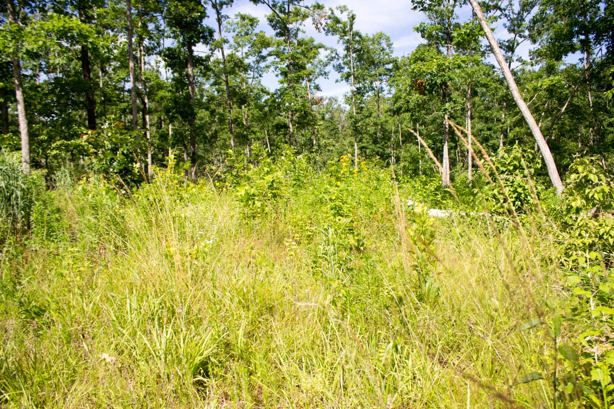 Timber Crossing Tract 28 photo 9