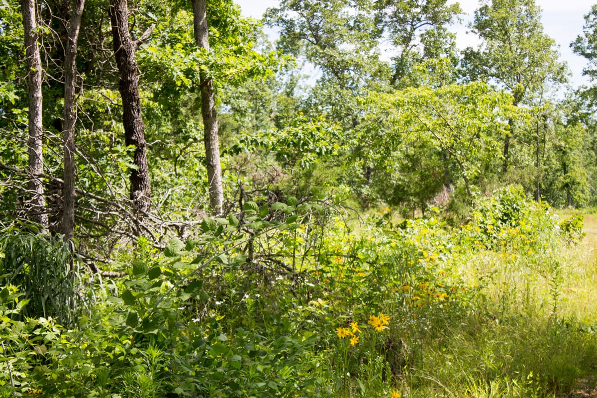 Timber Crossing Tract 28 photo 10