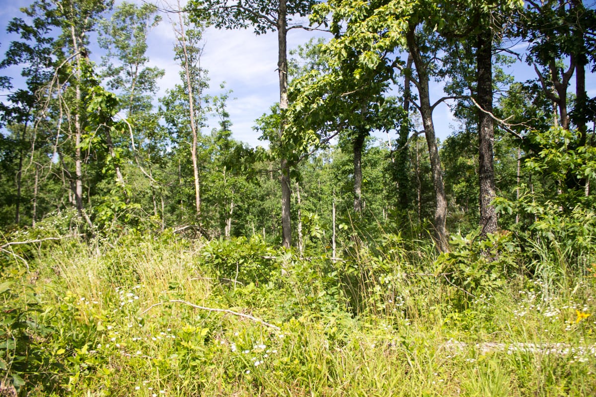Timber Crossing Tract 28 photo 12