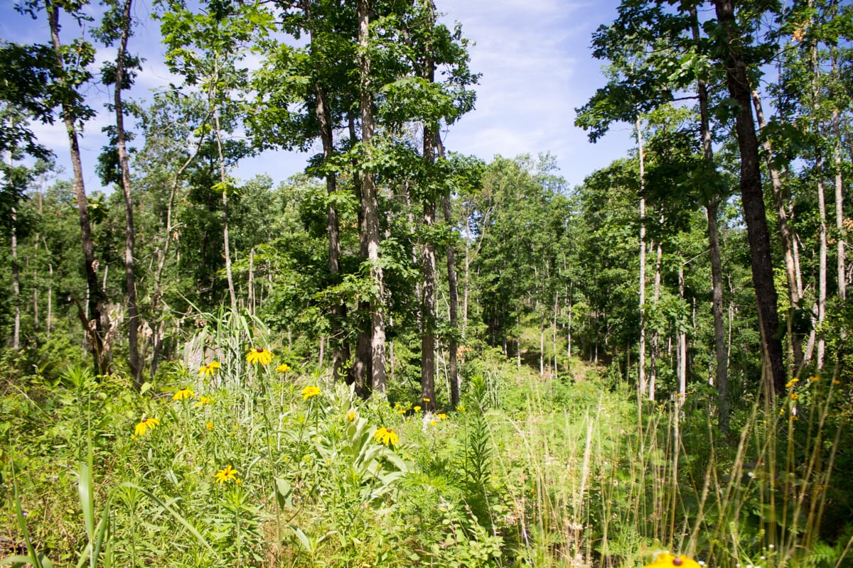 Timber Crossing Tract 28 photo 13