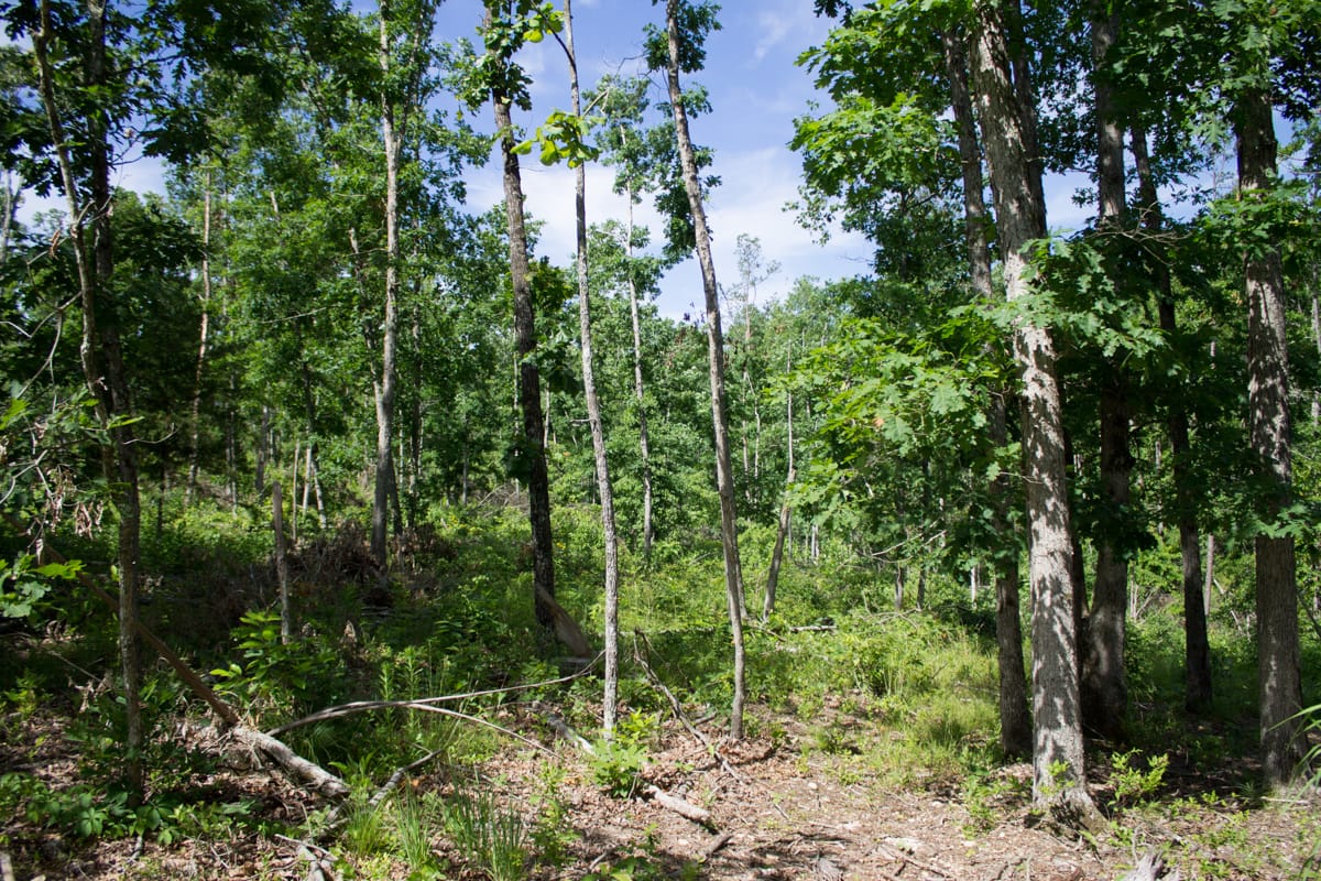 Timber Crossing Tract 28 photo 1