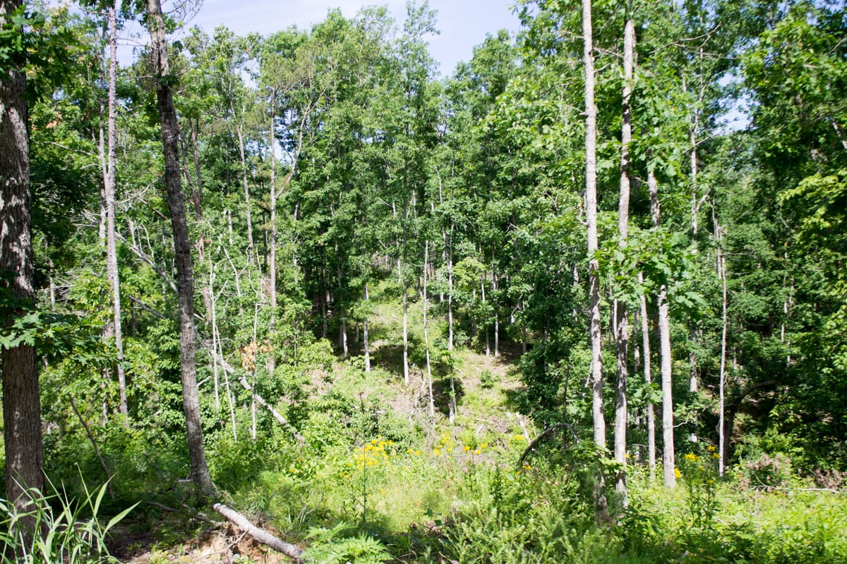Timber Crossing Tract 28 photo 14