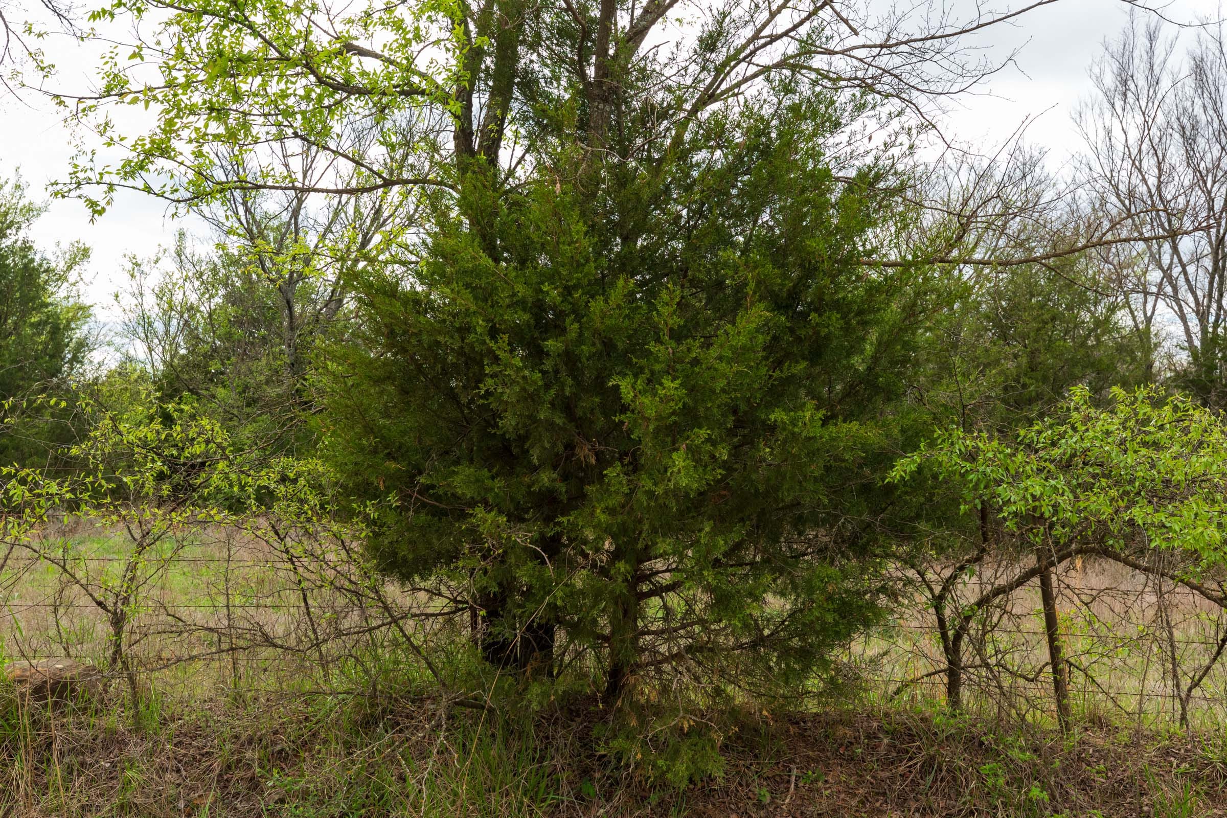 Moonrise Meadows Tract 21 photo 7