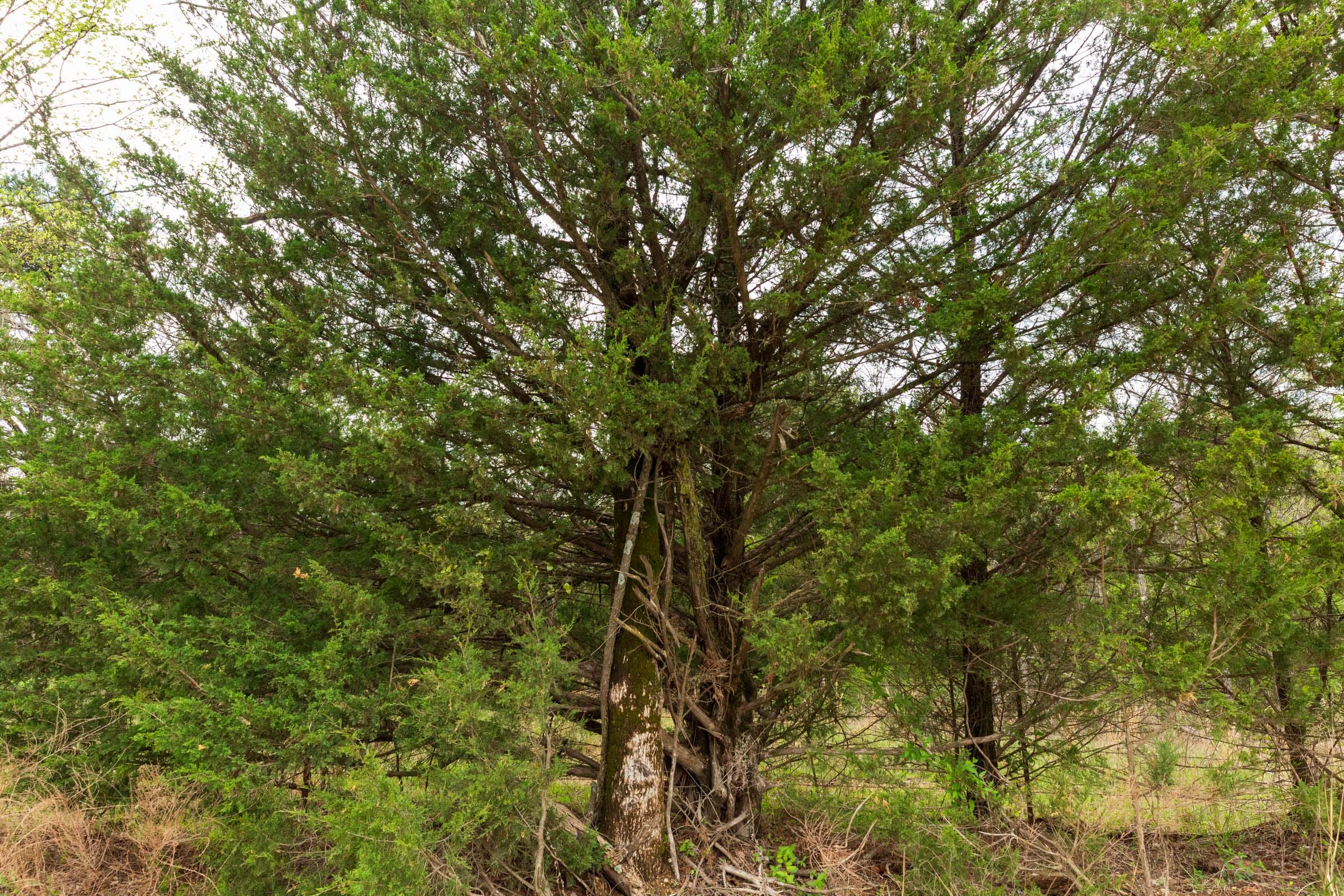 Moonrise Meadows Tract 21 photo 12