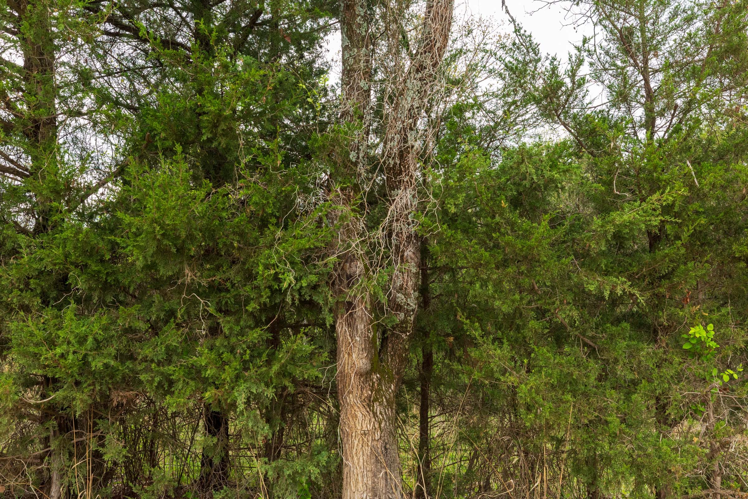 Moonrise Meadows Tract 21 photo 10