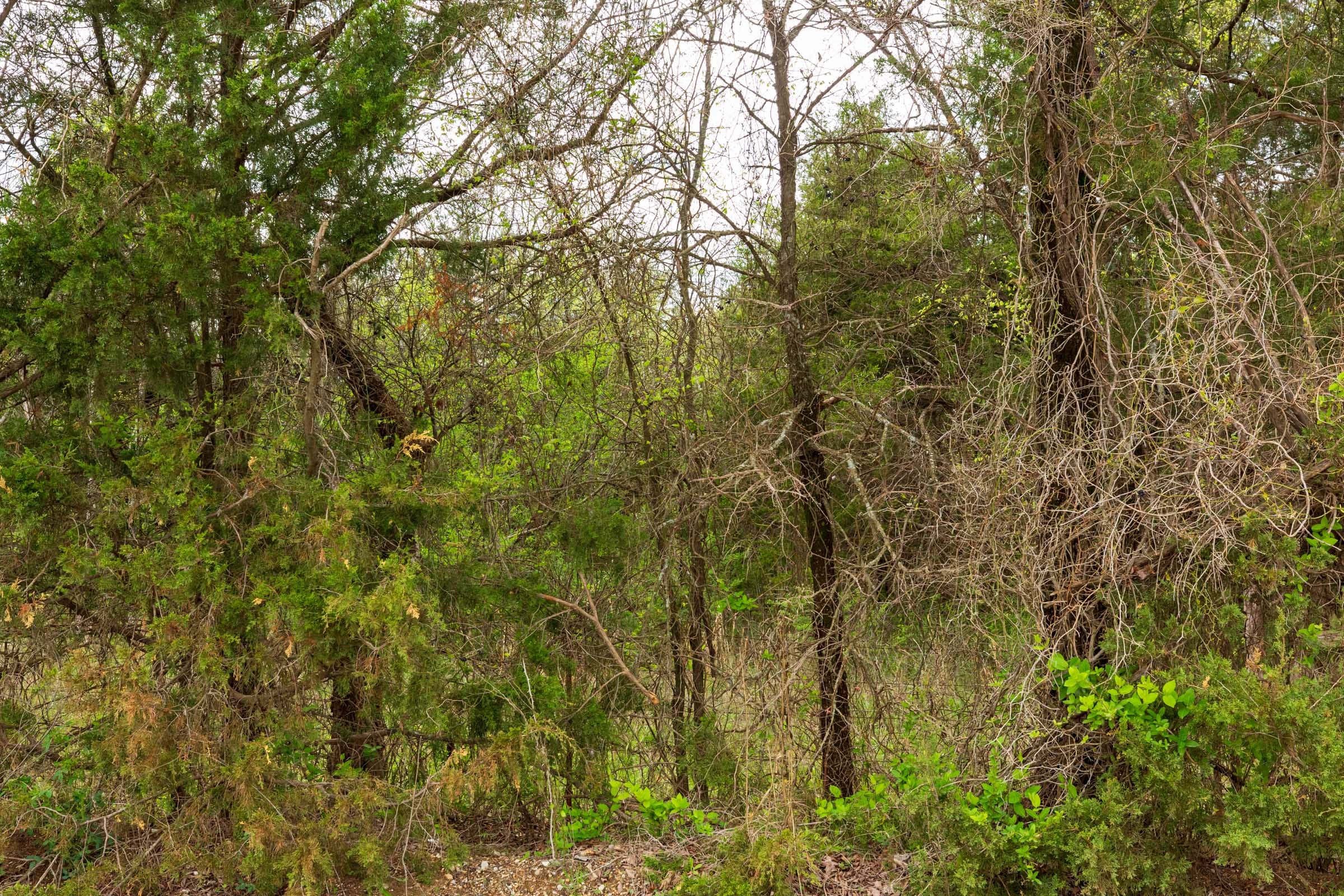 Moonrise Meadows Tract 21 photo 13