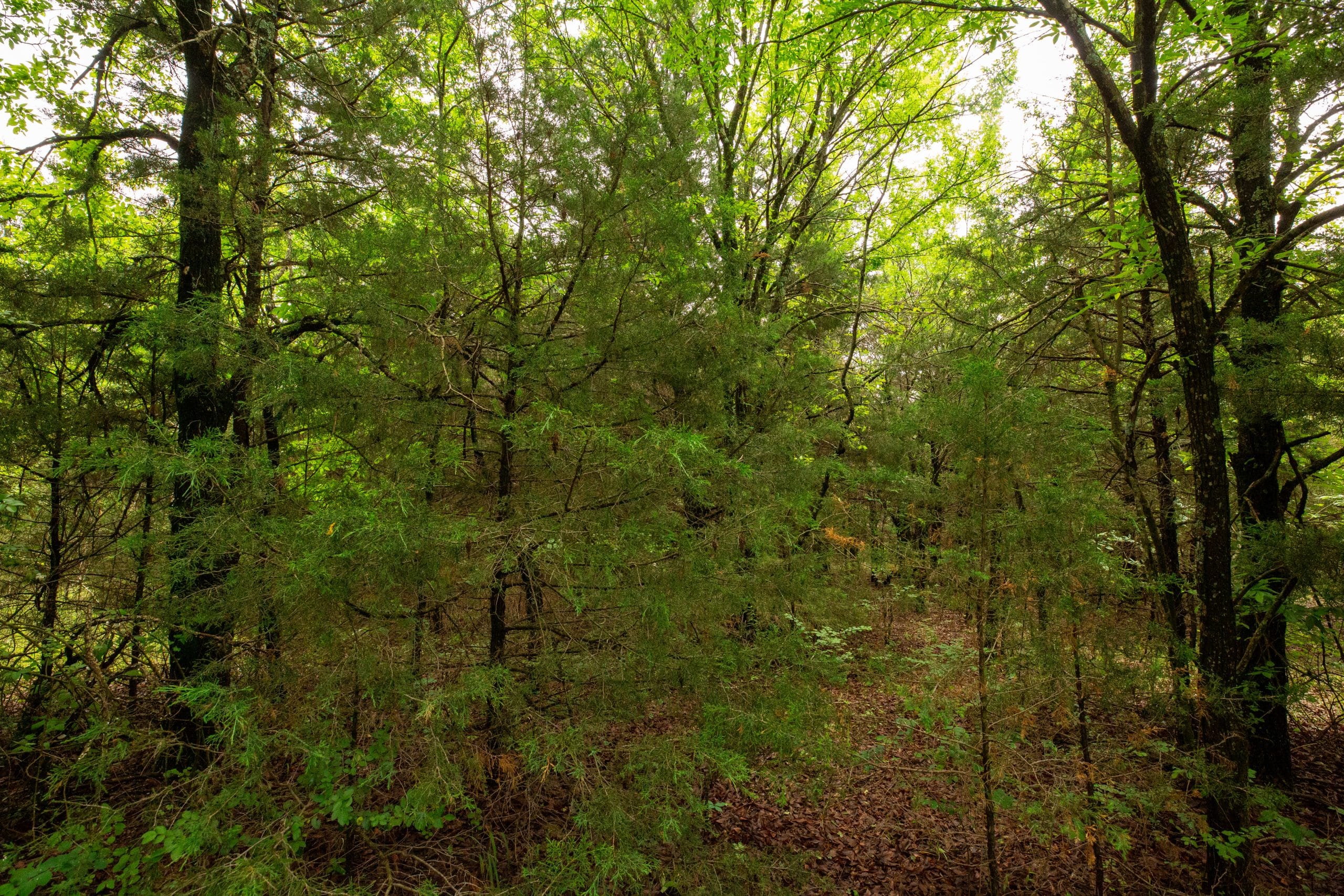 Moonrise Meadows Tract 21 photo 3