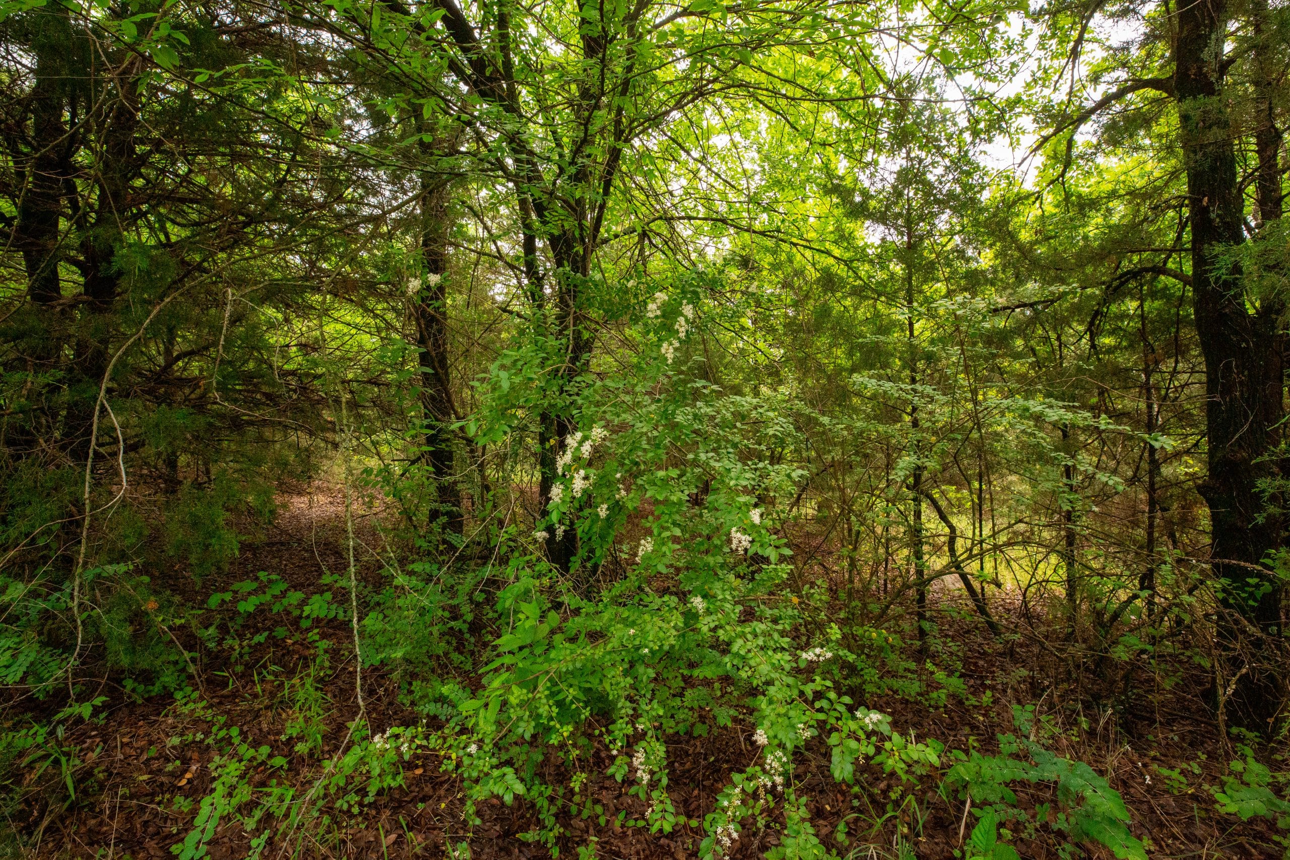 Moonrise Meadows Tract 21 photo 6