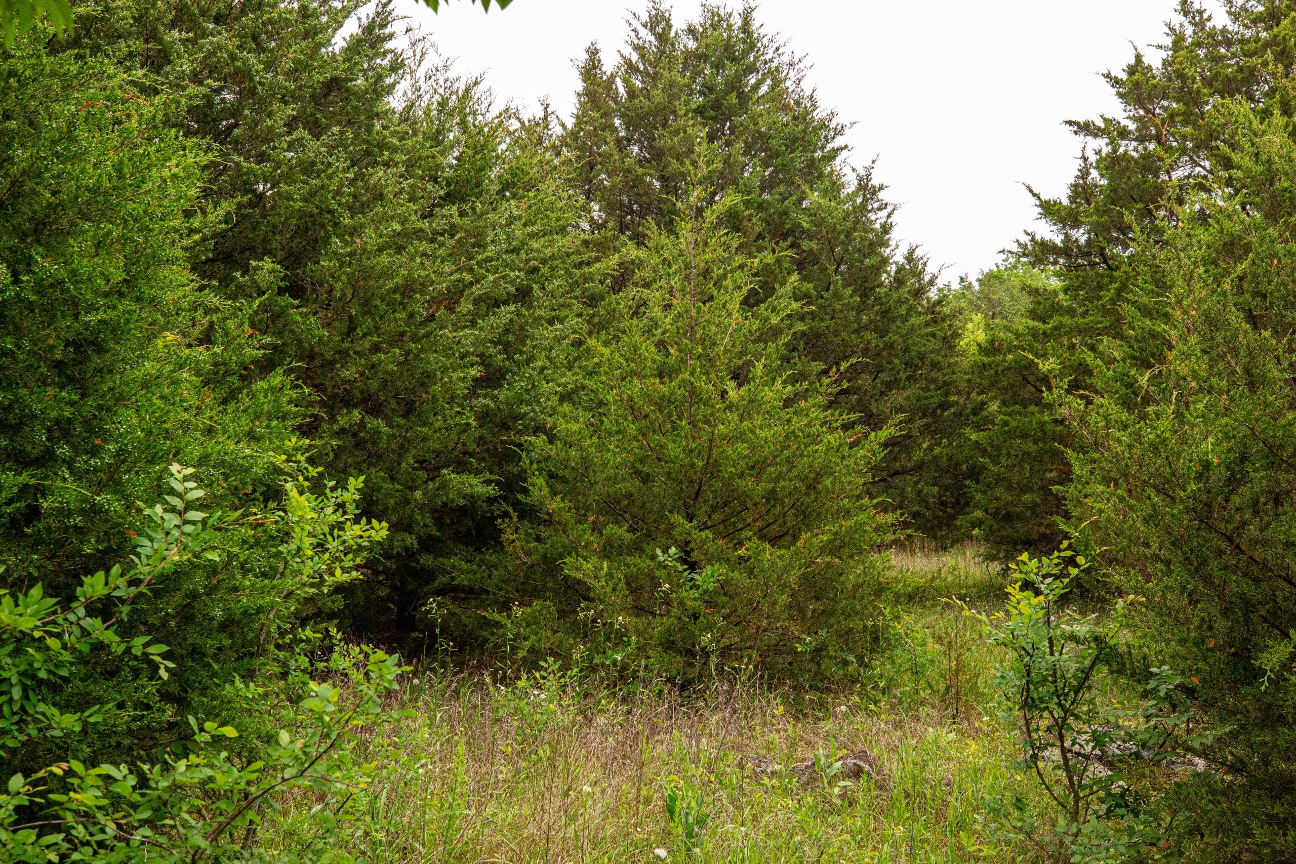 Moonrise Meadows Tract 21 photo 14
