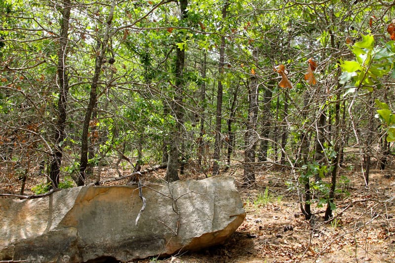 Trophy Ridge Phase II Tract 62 photo 7