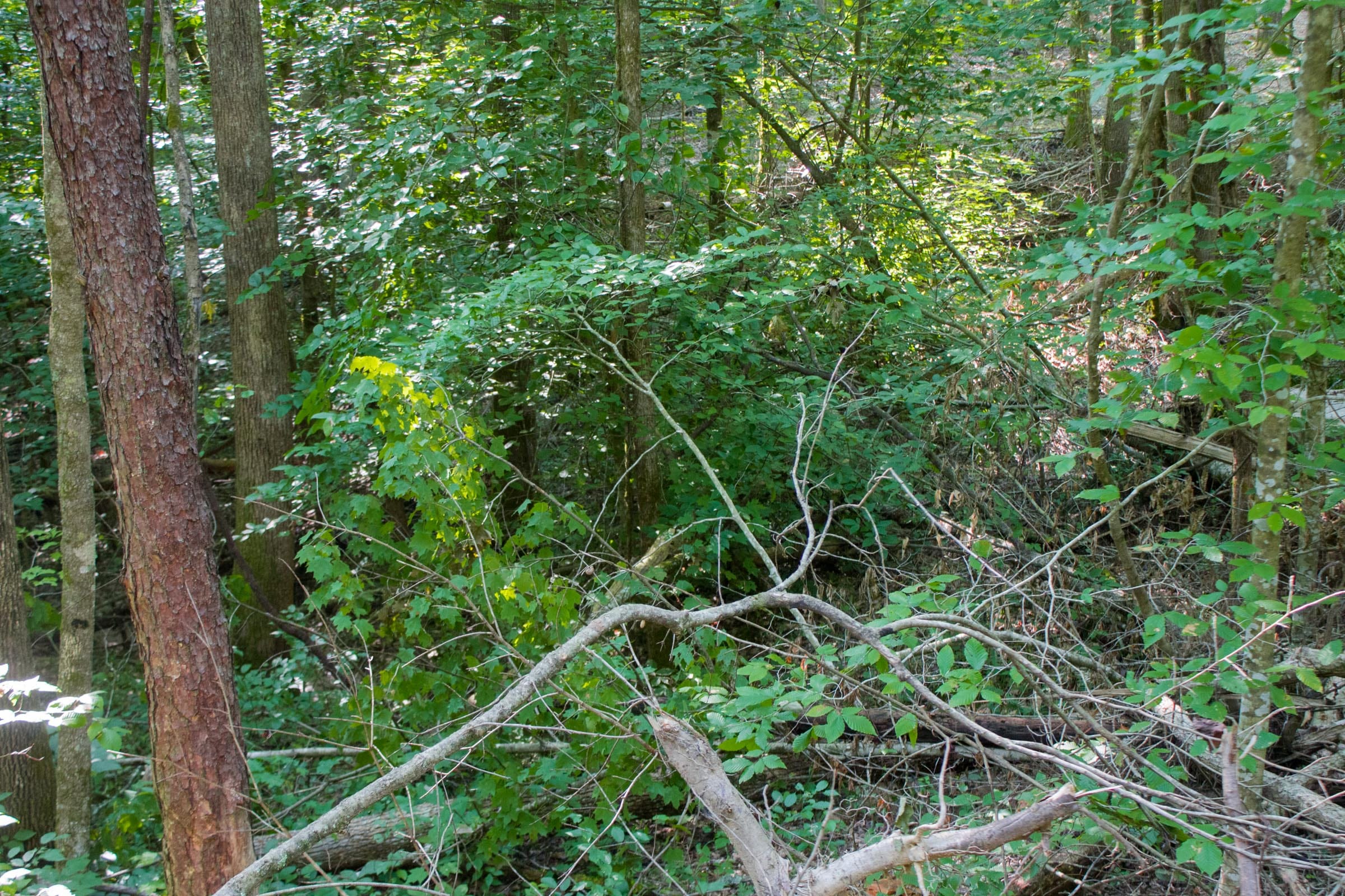 Bluewater Ridge Tract 25 photo 4