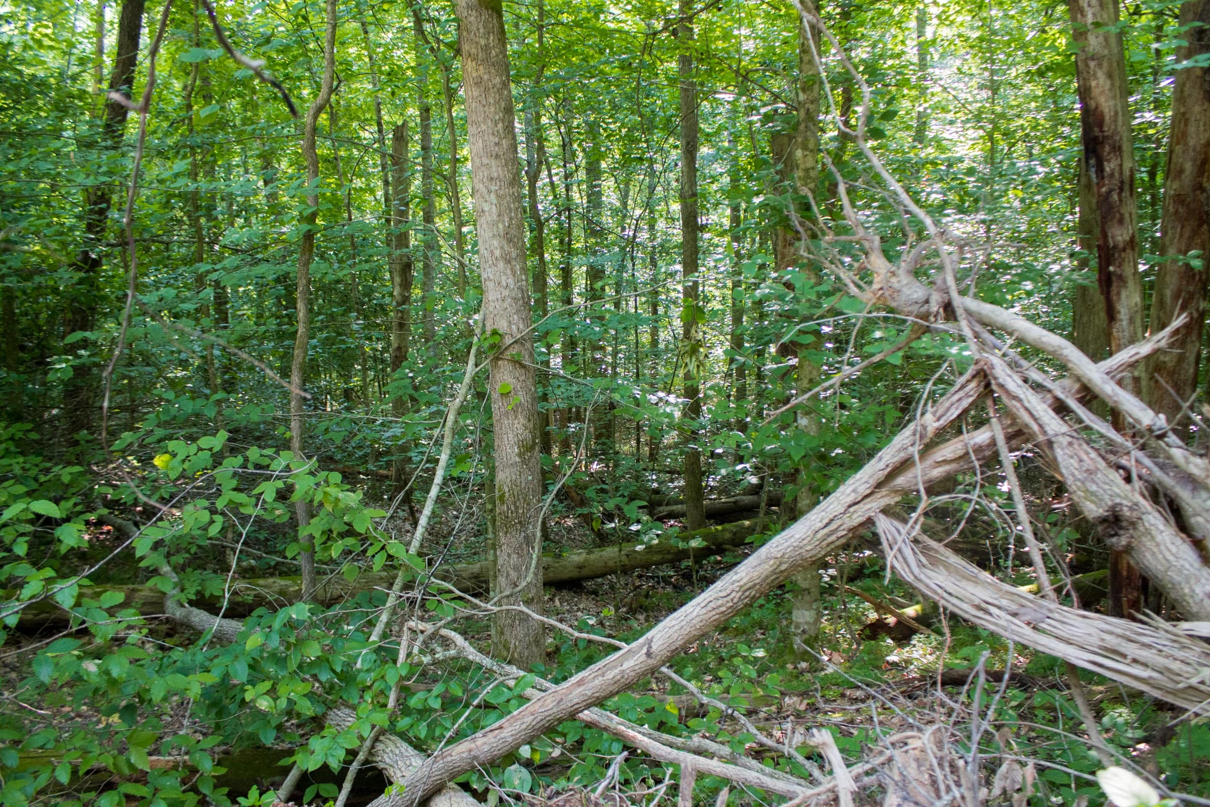 Bluewater Ridge Tract 25 photo 5