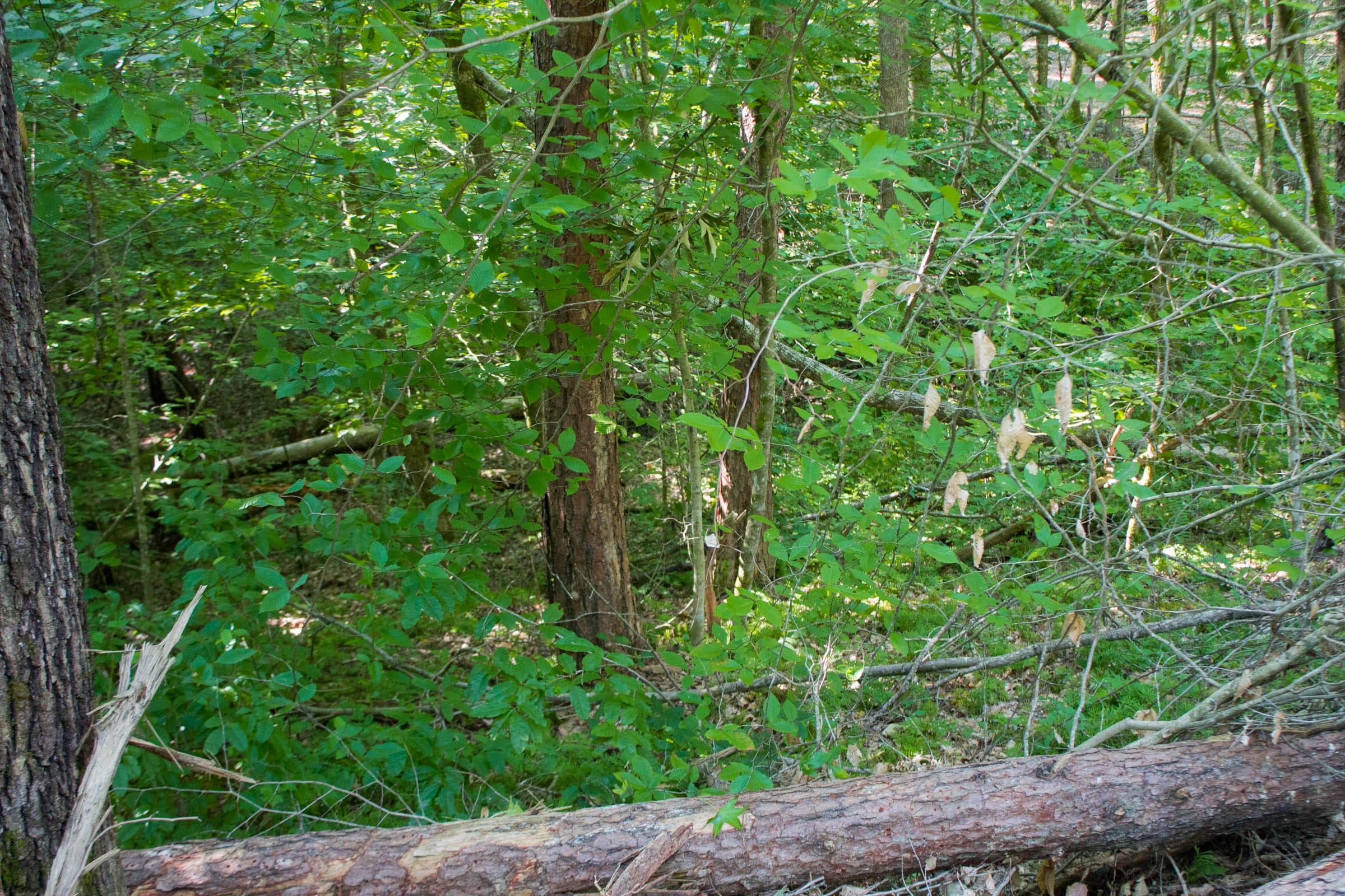 Bluewater Ridge Tract 25 photo 6
