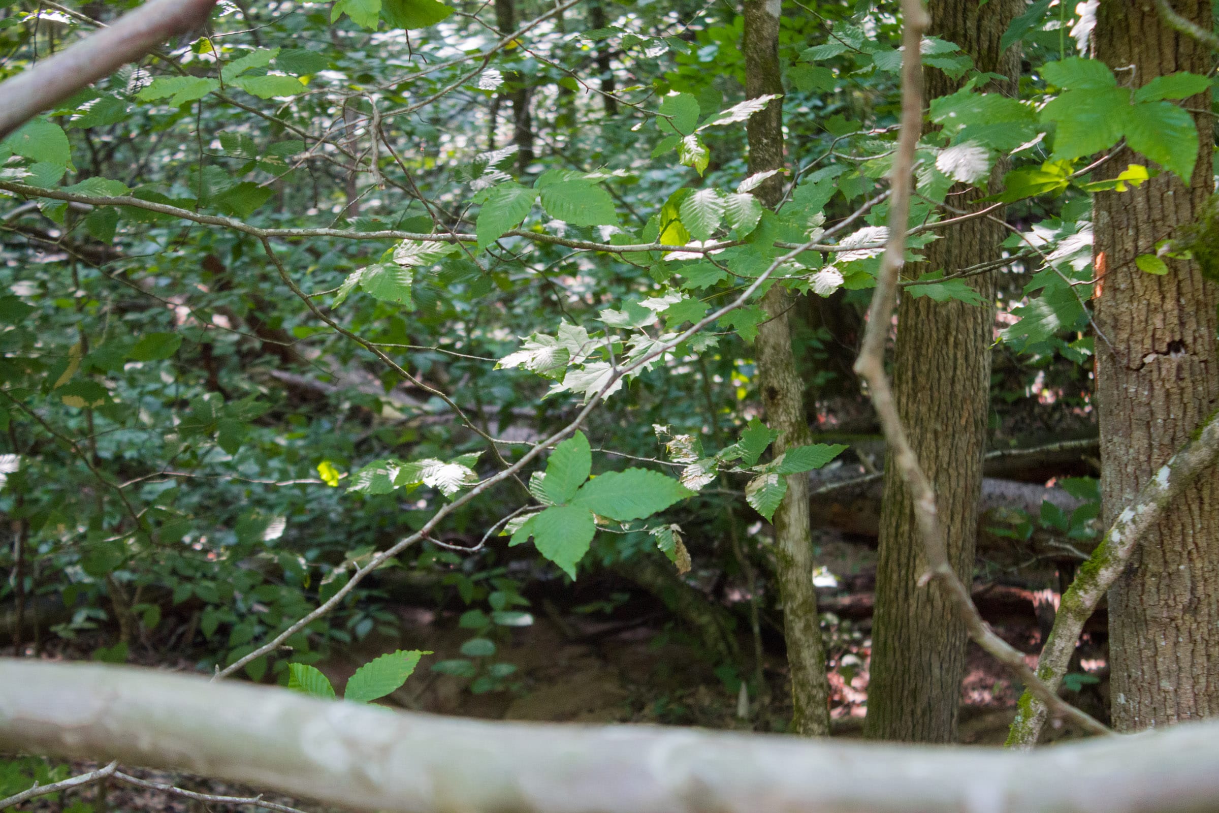 Bluewater Ridge Tract 25 photo 8