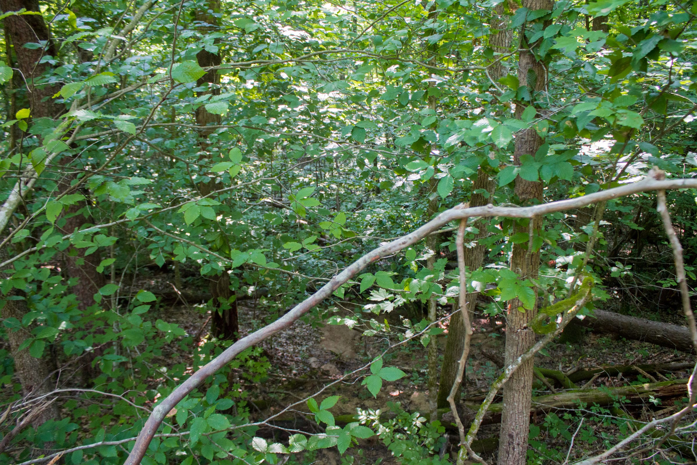 Bluewater Ridge Tract 25 photo 9