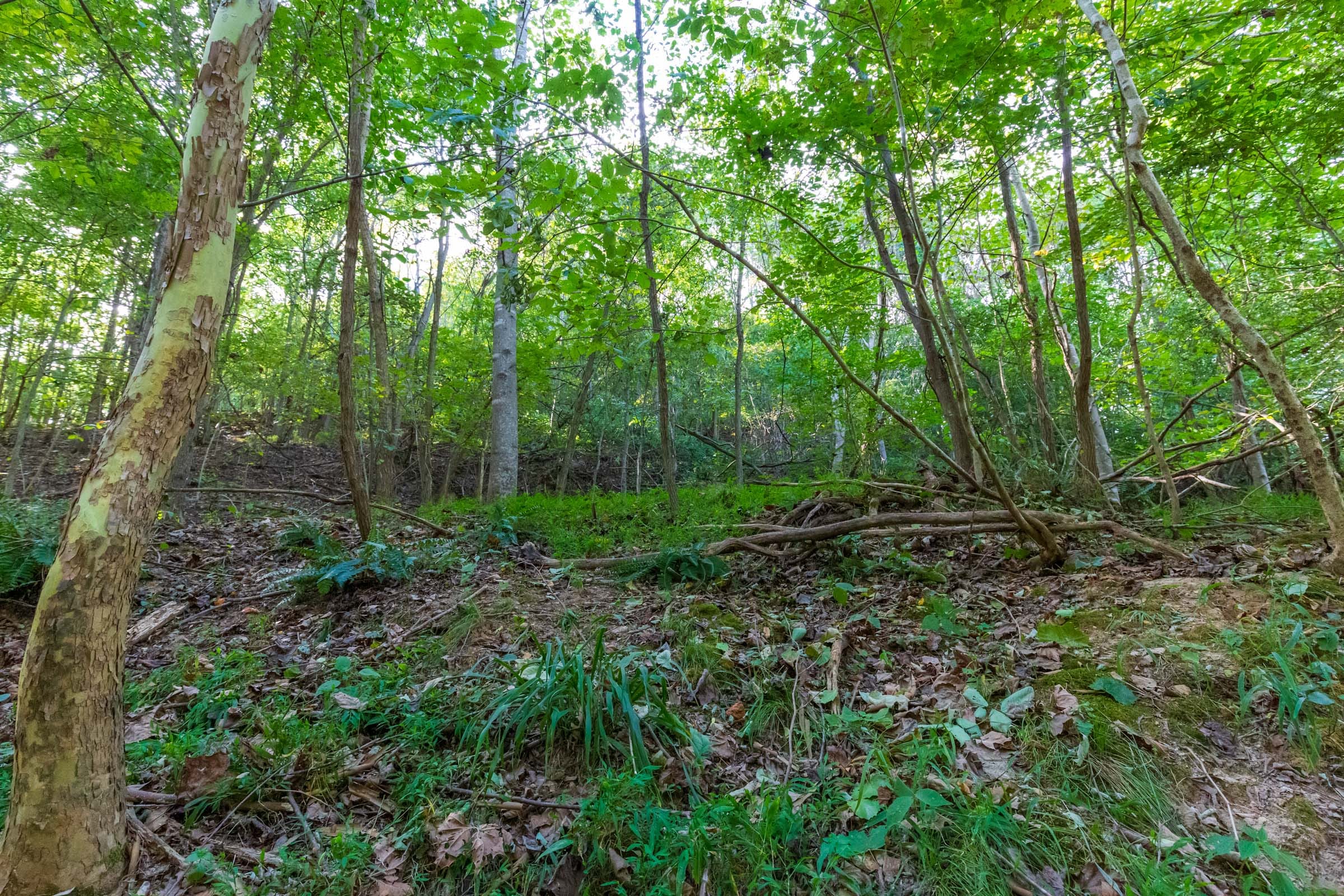 Redemption Ridge Tract 17 photo 6