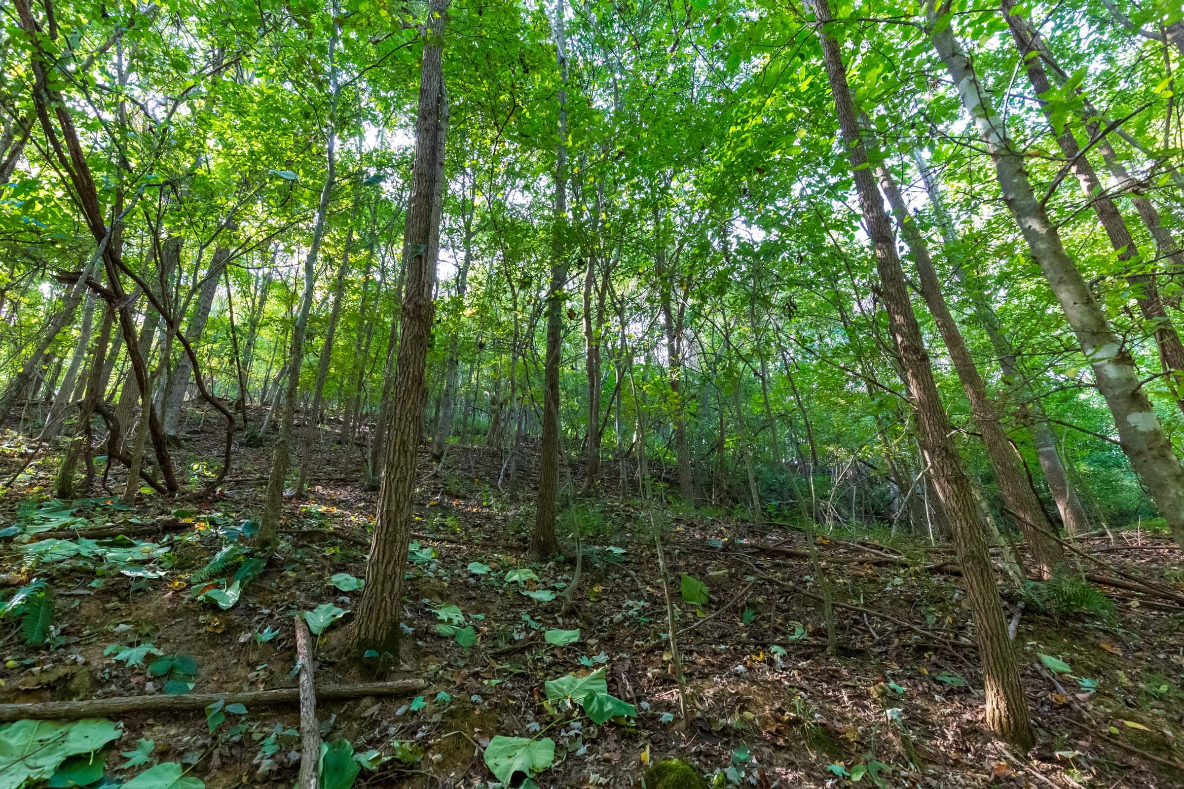 Redemption Ridge Tract 17 photo 7