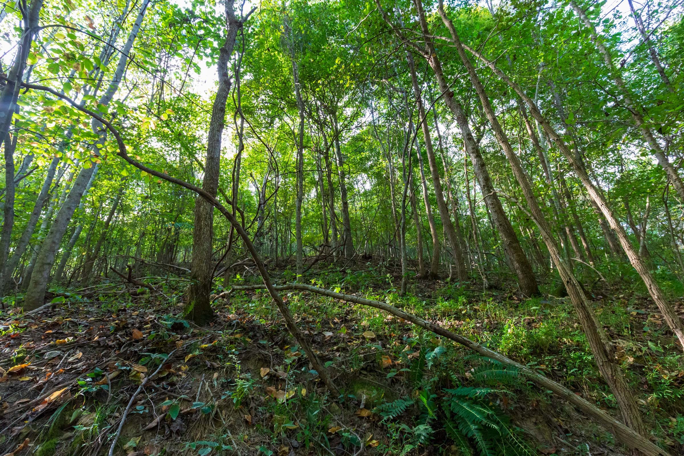 Redemption Ridge Tract 17 photo 5