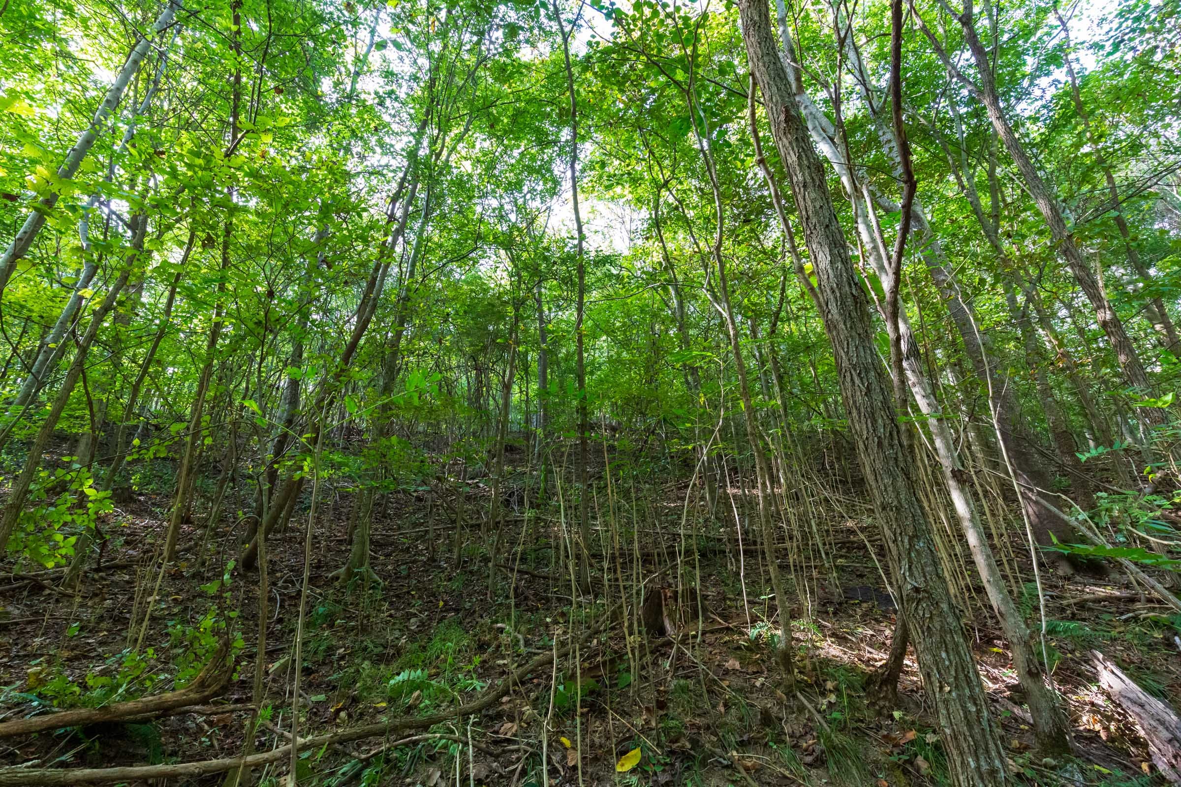 Redemption Ridge Tract 17 photo 9