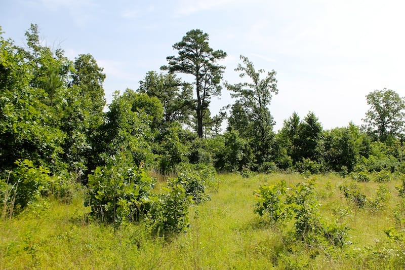 Green Mountain Ranch Tract 18 photo 2