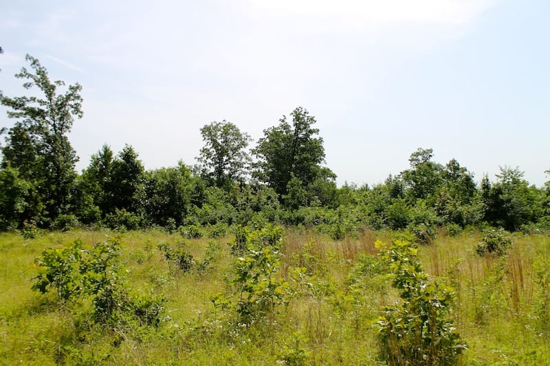 Green Mountain Ranch Tract 18 photo 3