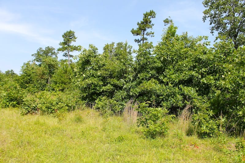 Green Mountain Ranch Tract 18 photo 7