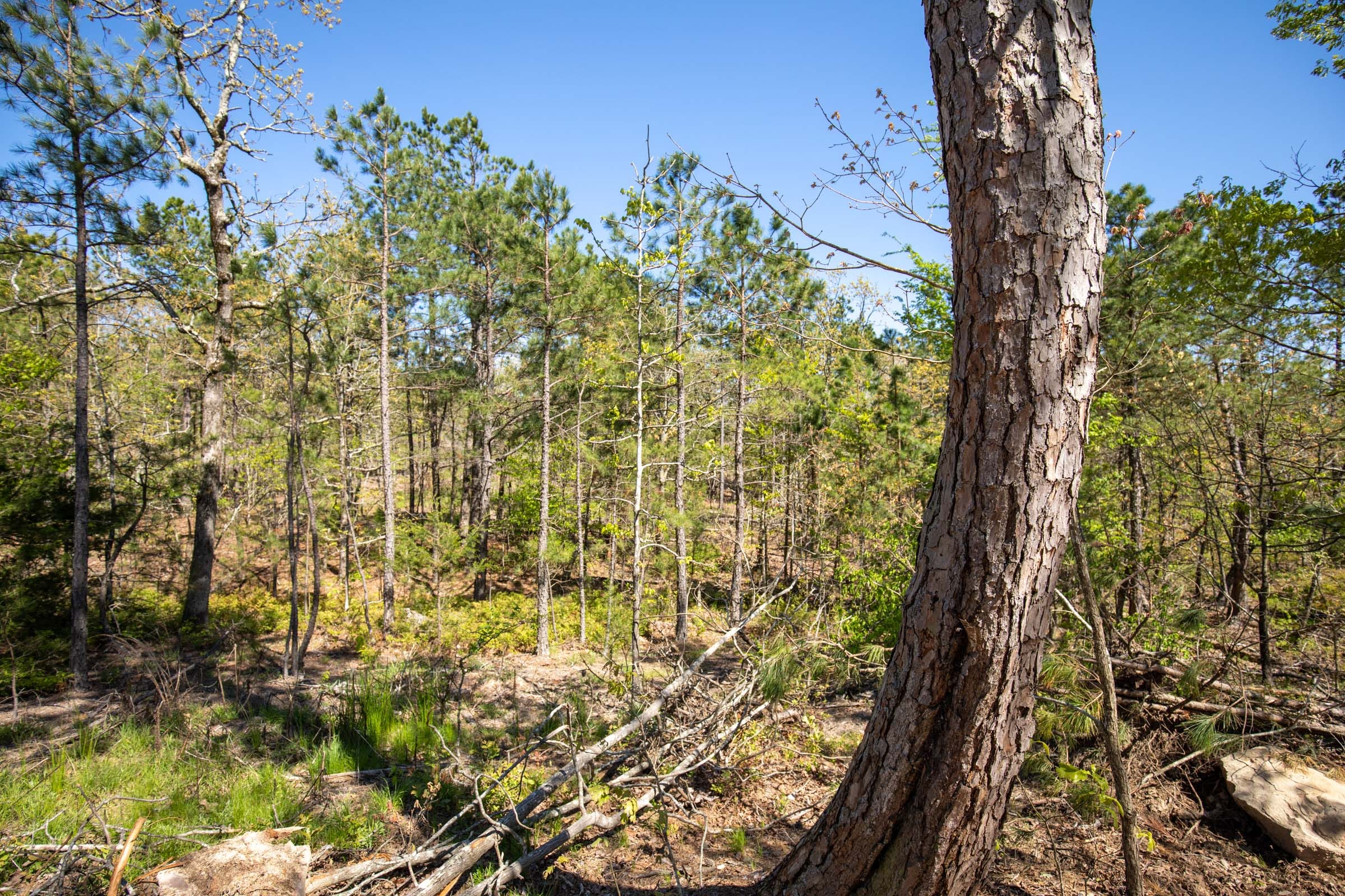 Eagle’s Nest Tract 20 photo 4