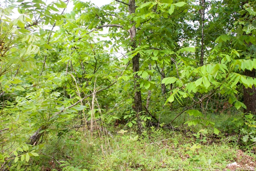 Thunder Mountain Ranch Tract 42 photo 4