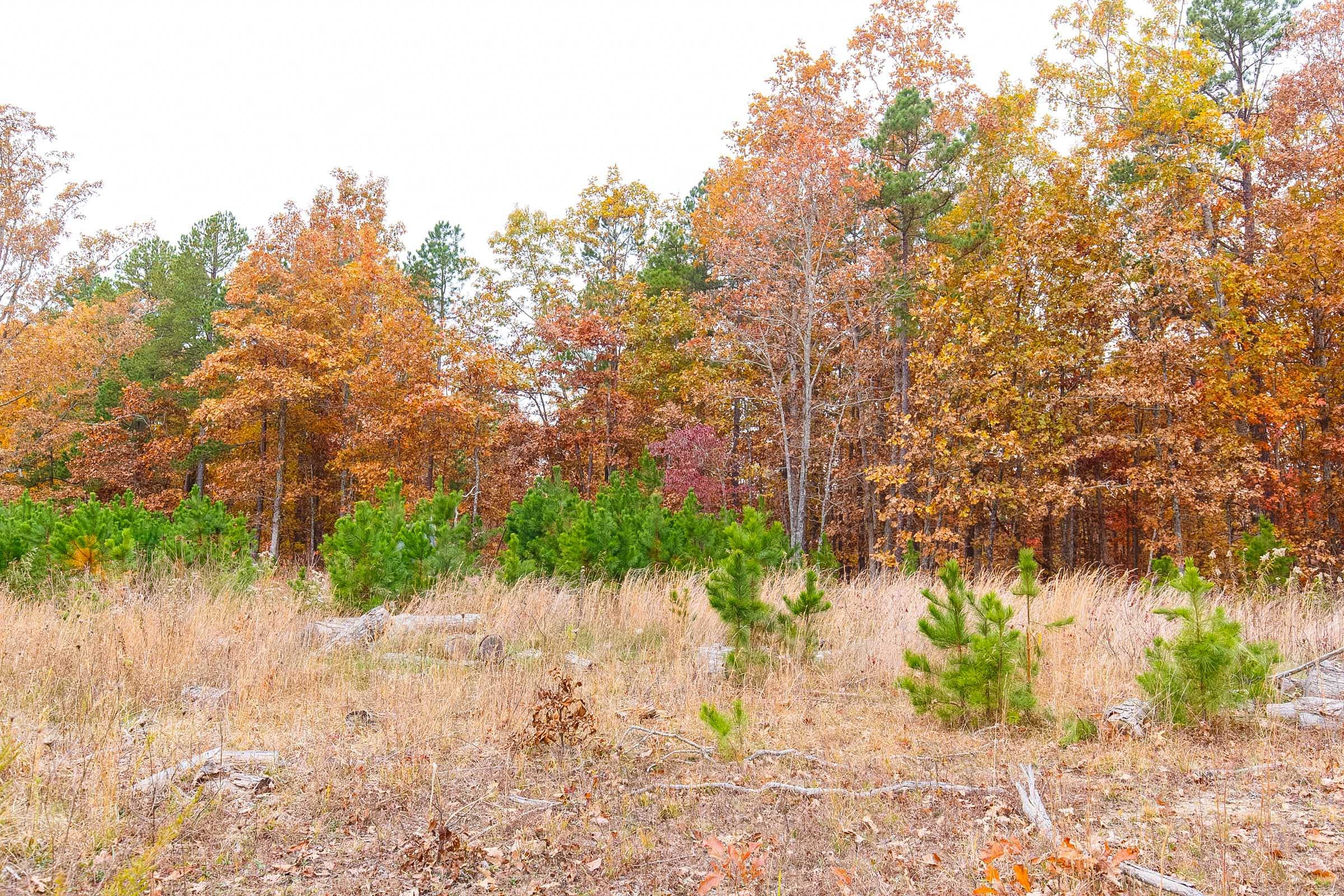 Hawkcrest Tract 16 photo 10