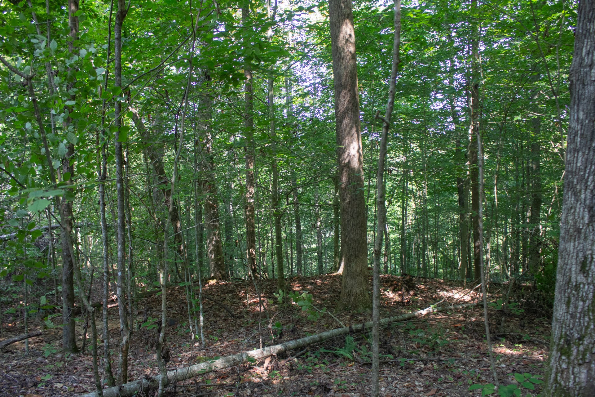 Bluegrass Ridge Tract 4 photo 4