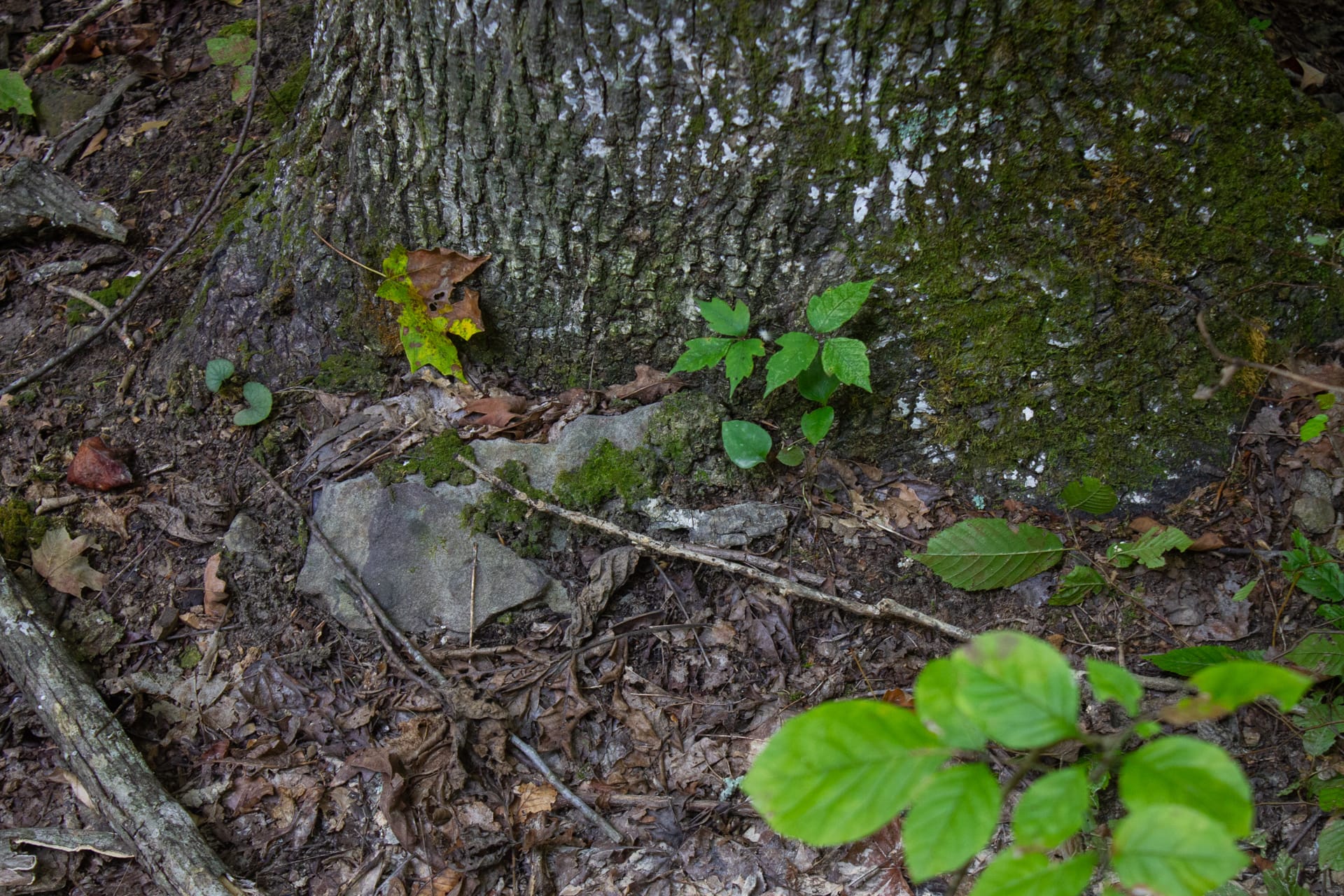 Bluegrass Ridge Tract 4 photo 5