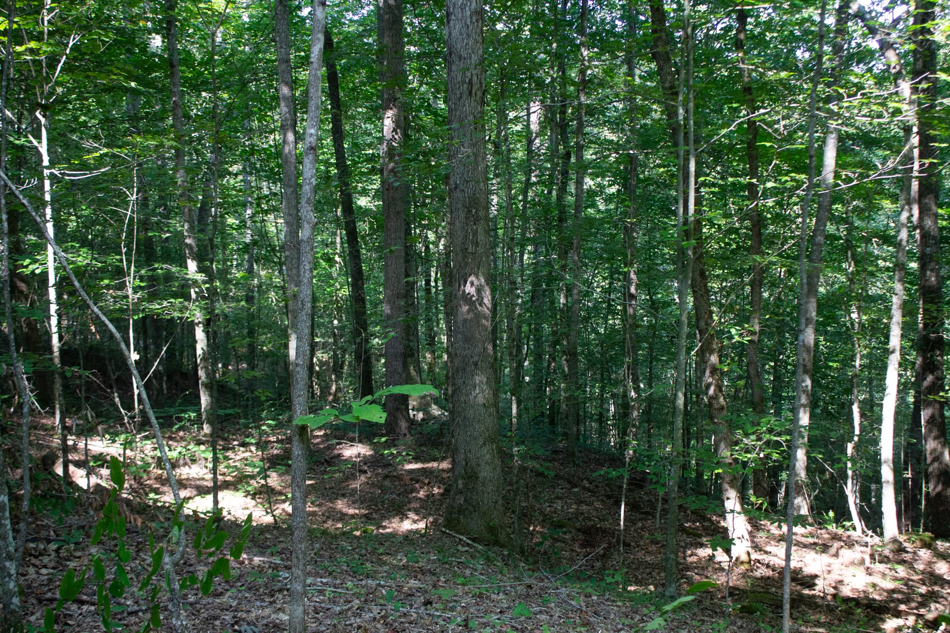 Bluegrass Ridge Tract 4 photo 6