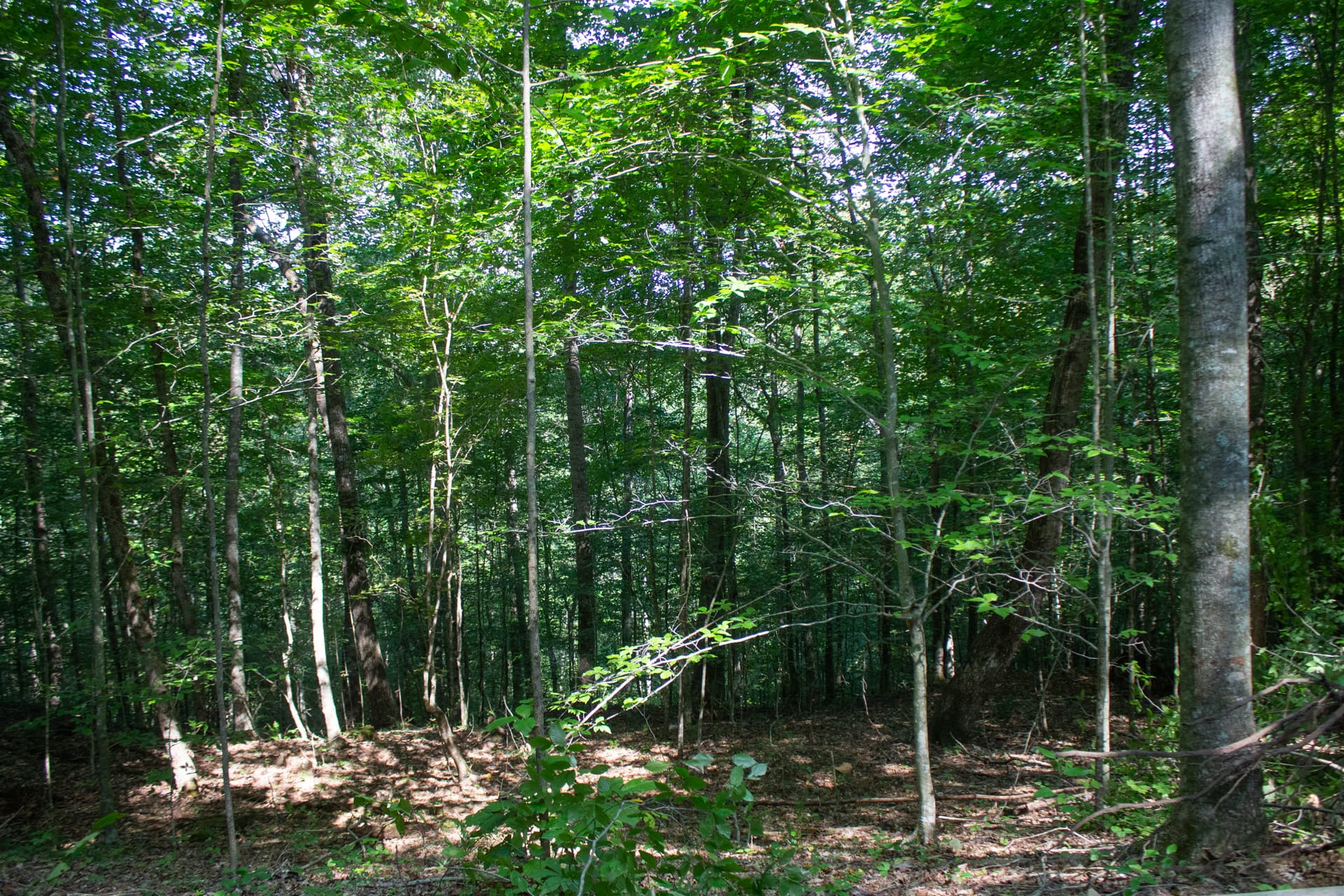 Bluegrass Ridge Tract 4 photo 7