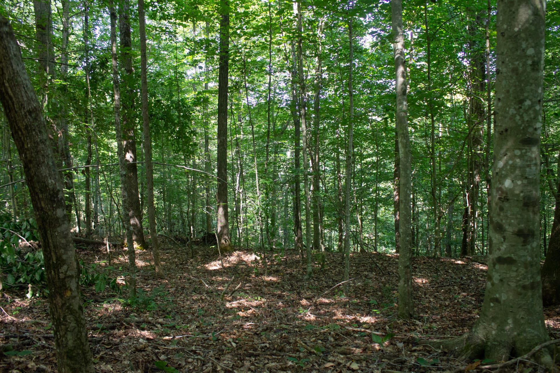 Bluegrass Ridge Tract 4 photo 9