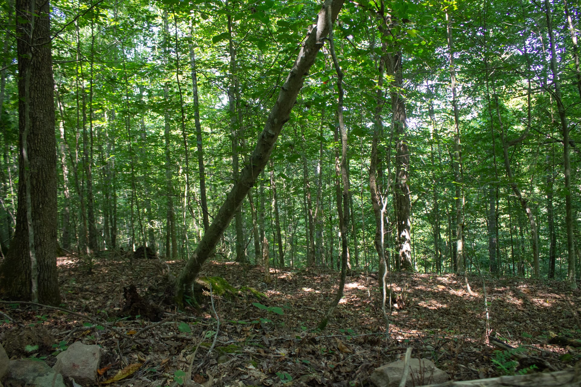 Bluegrass Ridge Tract 4 photo 10