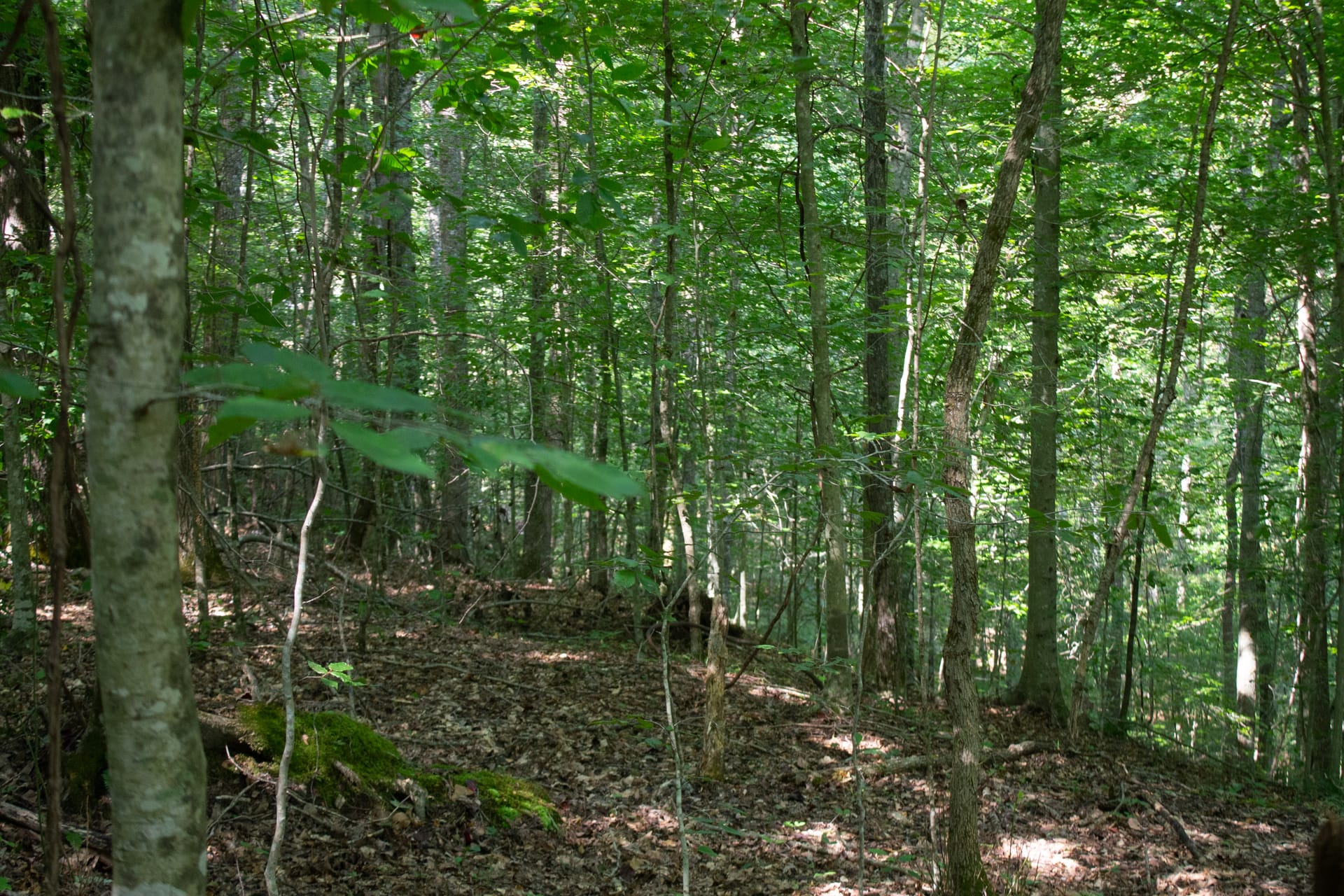 Bluegrass Ridge Tract 4 photo 11