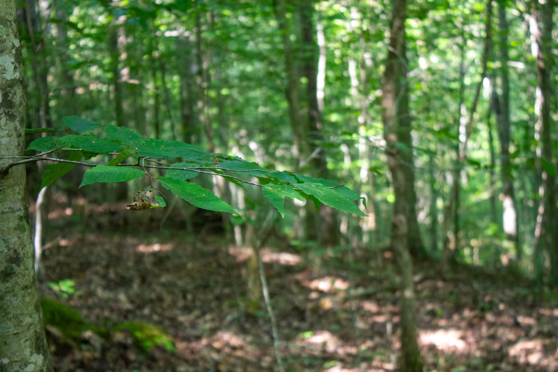 Bluegrass Ridge Tract 4 photo 12