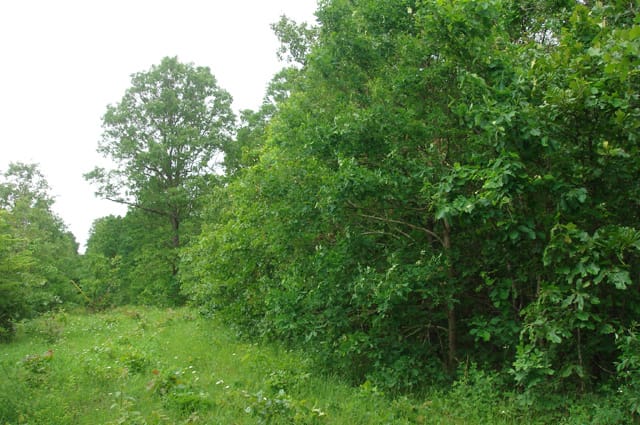 Whispering Oaks Tract 2 photo 1