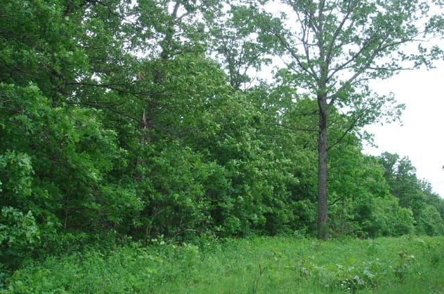 Whispering Oaks Tract 2 photo 2