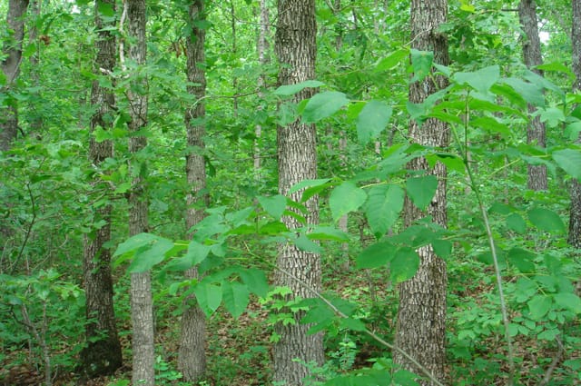 Whispering Oaks Tract 2 photo 3