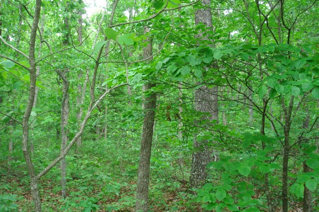 Whispering Oaks Tract 2 photo 4