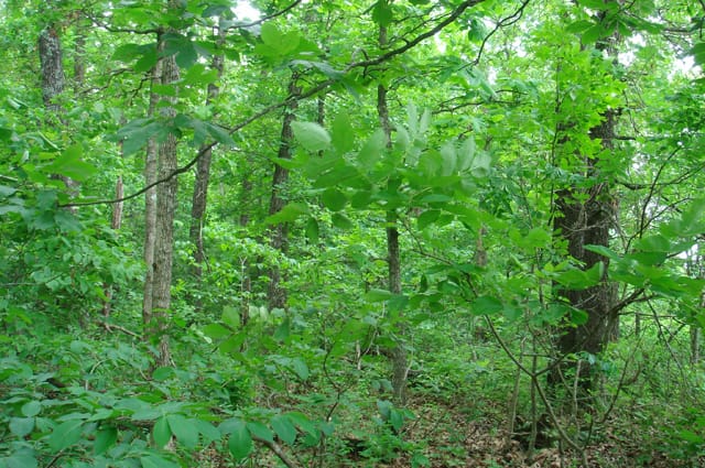 Whispering Oaks Tract 2 photo 5